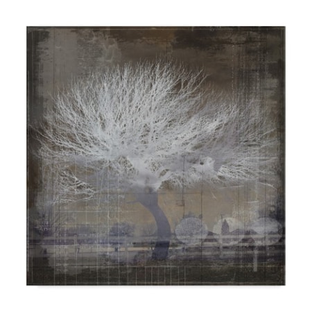 Lightboxjournal 'The White Tree' Canvas Art,24x24